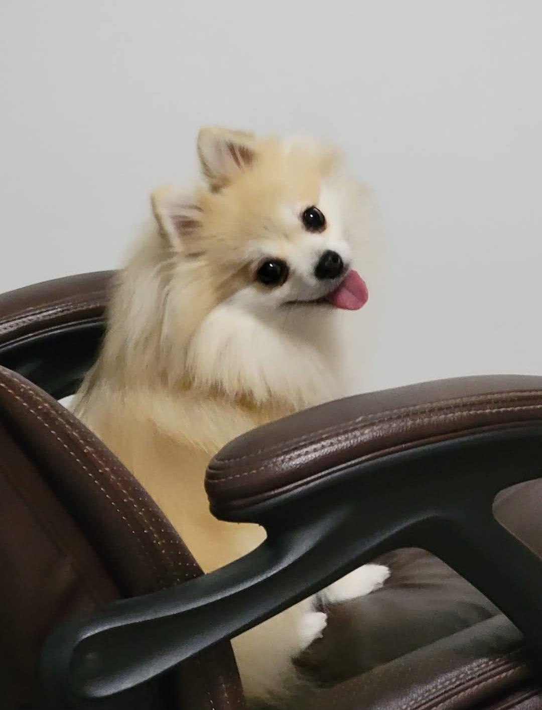 It’s National Dog Day!